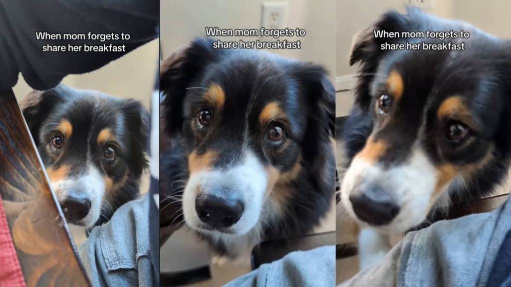 Video Shows How Dog Looks at Mom When She Forgets to 'Share' Breakfast