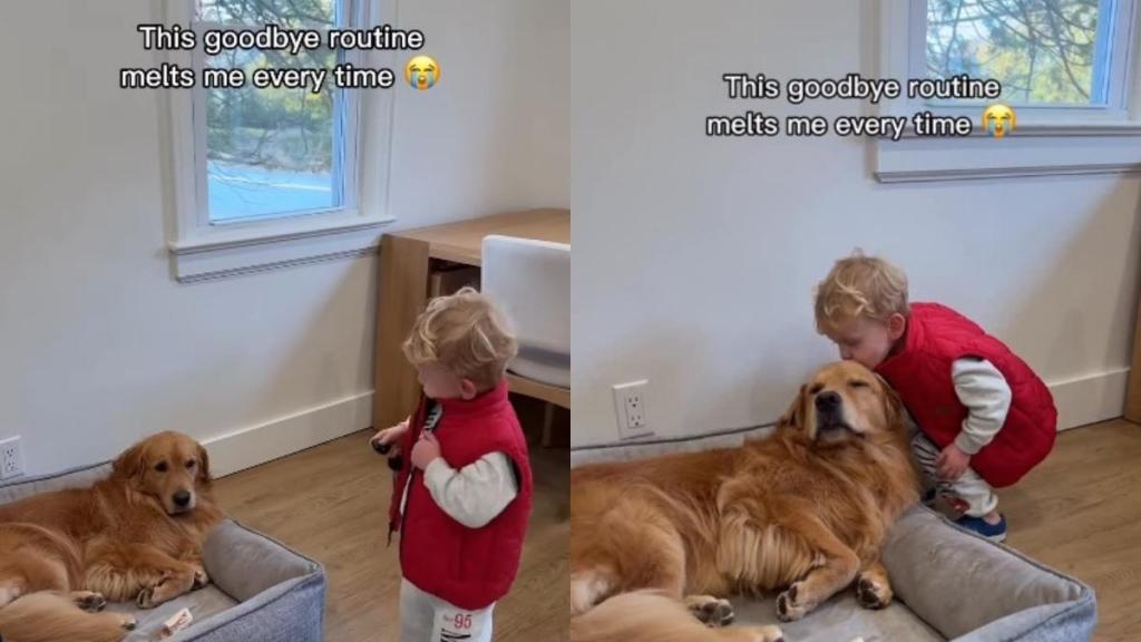 Golden Retriever & Little Boy’s Goodbye Routine Involves a Sweet Kiss