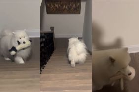 Video: Dog Gets the Wrong Toy to Bed & Then Course-Corrects