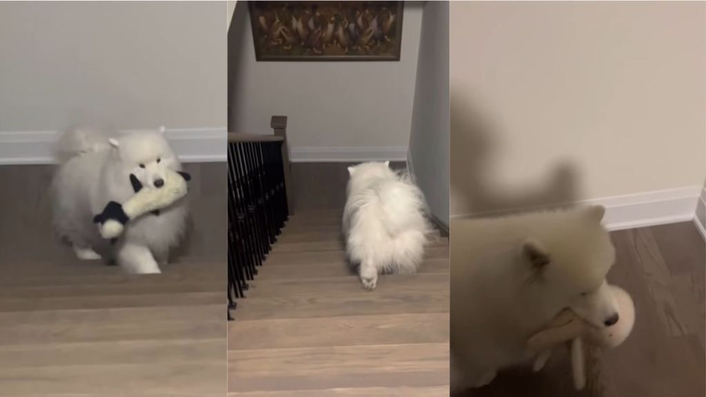 Video: Dog Gets the Wrong Toy to Bed & Then Course-Corrects