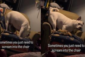 Video of Dog 'Screaming' Into the Chair Goes Viral
