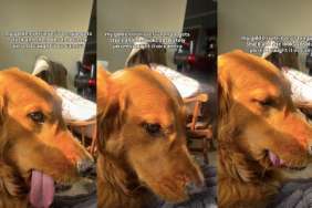 Golden Retriever Is ‘Pissed’ After Her Tongue Gets Stuck on Camera