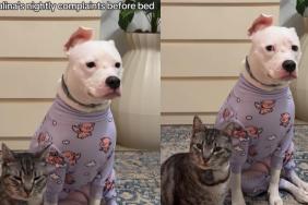 Video: Dog Has Complaints to File Every Day Before Bedtime