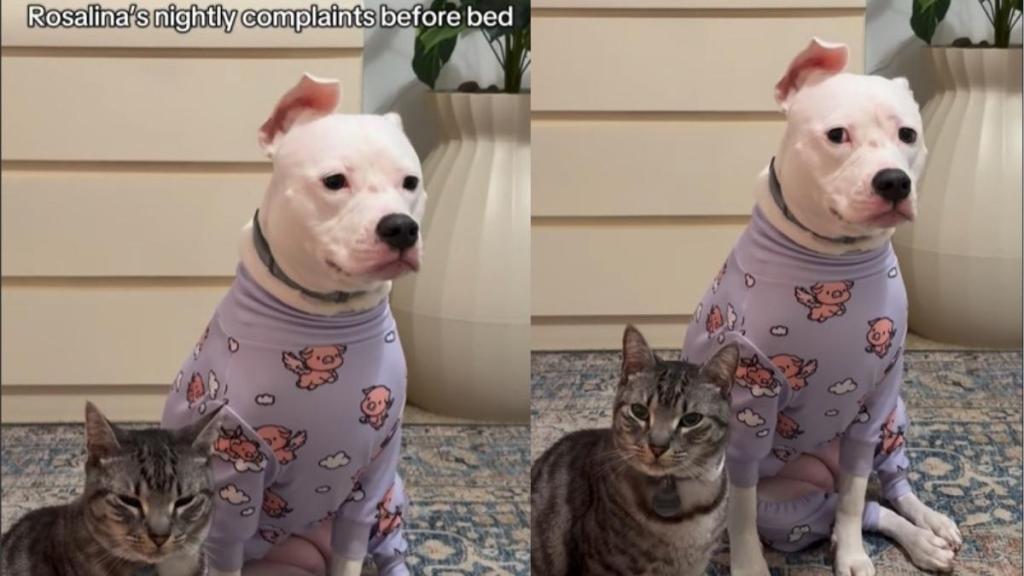 Video: Dog Has Complaints to File Every Day Before Bedtime