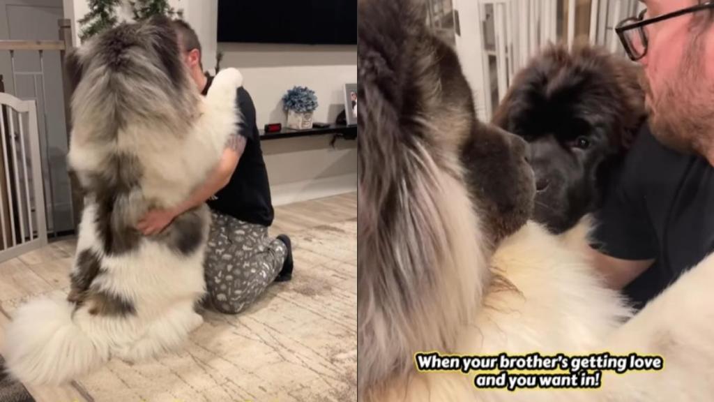 Video: Dog Insists on Group Hug After Seeing Brother Getting Love