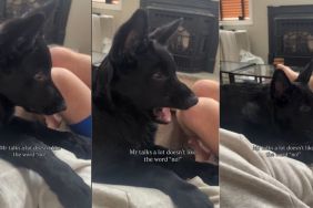 Video: Dog Reacts to Being Told 'No' Repeatedly