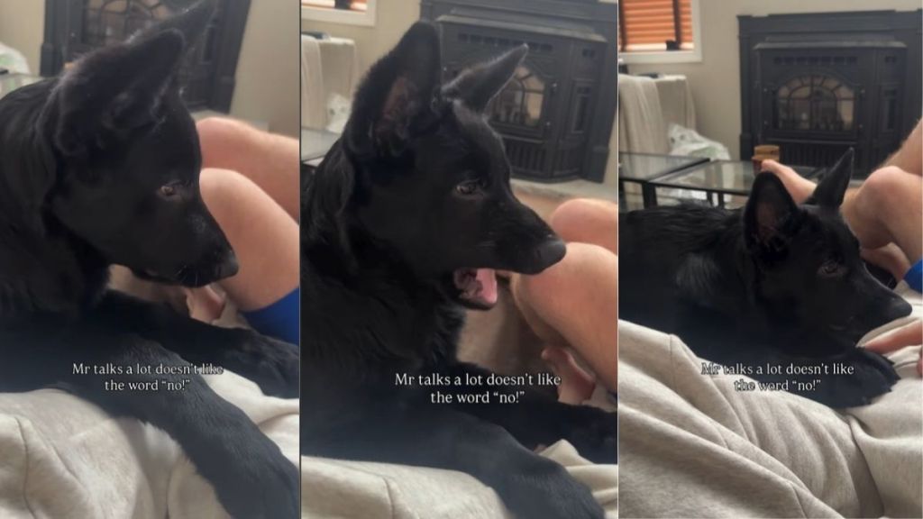 Video: Dog Reacts to Being Told 'No' Repeatedly