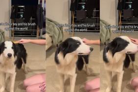 Video of a Dog Relaxing While Being Brushed Will Make Your Day