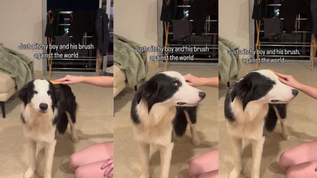 Video of a Dog Relaxing While Being Brushed Will Make Your Day