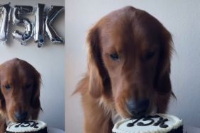 Golden Retriever's Cake-Eating Video Surprises Users Online