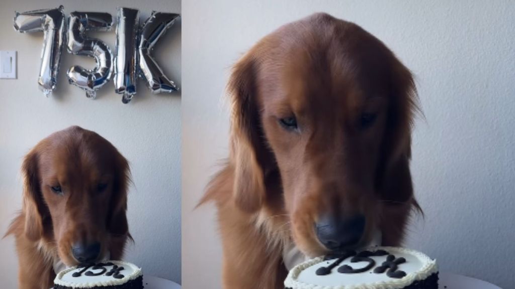Golden Retriever's Cake-Eating Video Surprises Users Online