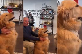Video: Golden Retriever Has a Unique Rule for Guests To Pet Him