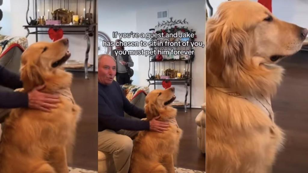 Video: Golden Retriever Has a Unique Rule for Guests To Pet Him