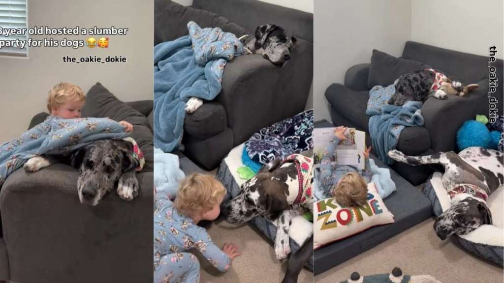 Video: Giant Dogs & Little Boy's First Slumber Party Looks Like This