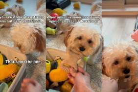 Video: Tiny Dog Has ‘Strong Opinions’ About Her Toys