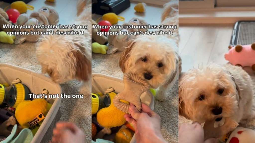 Video: Tiny Dog Has ‘Strong Opinions’ About Her Toys