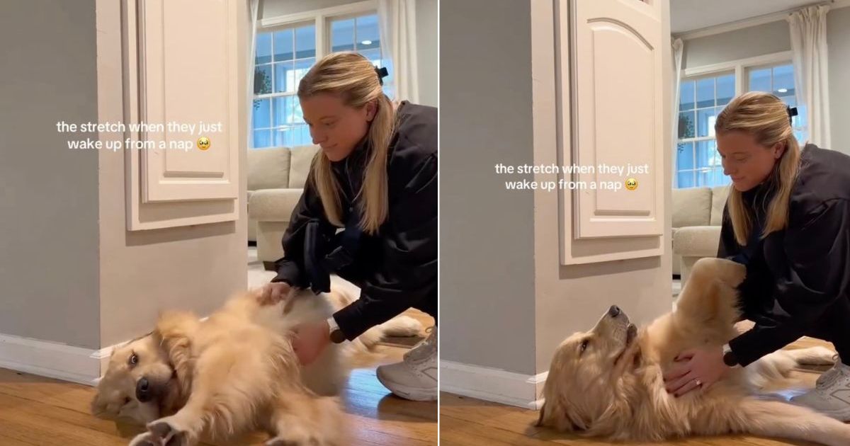 Video: Golden Retriever’s Stretch After Waking up Is 'Best'
