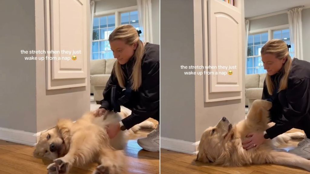 Video: Golden Retriever’s Stretch After Waking up Is 'Best'