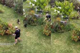 Video: Dog Turns Putting On a Leash Into a Game