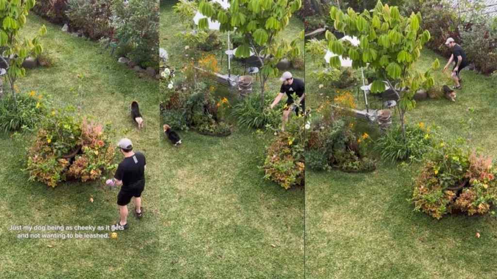 Video: Dog Turns Putting On a Leash Into a Game