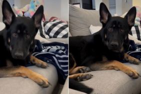 Video: Dog’s Reaction After Owner Unfolds His Paw