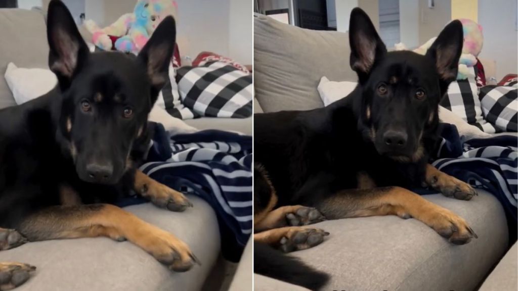 Video: Dog’s Reaction After Owner Unfolds His Paw