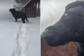 Video: Labrador Changes Her Mind After Furry Sister Refuses to Go Out in the Snow