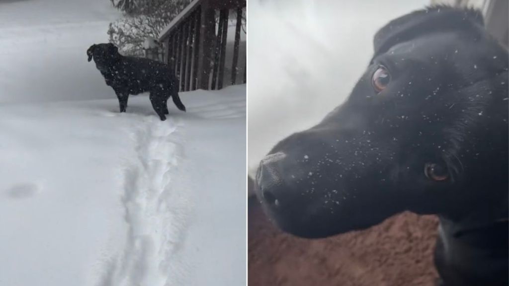 Video: Labrador Changes Her Mind After Furry Sister Refuses to Go Out in the Snow