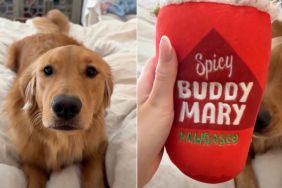 Video: Golden Retriever’s ‘Drink Standards’ Are a Little Too High