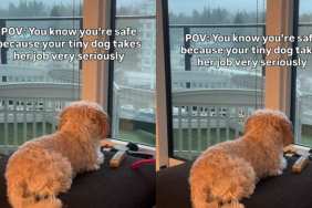 Tiny Dog 'Protects' the House in Adorable Video