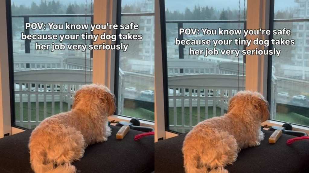 Tiny Dog 'Protects' the House in Adorable Video
