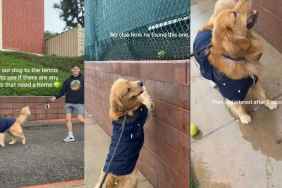 Video: Golden Retriever Goes on Tennis Ball Hunt With His Humans