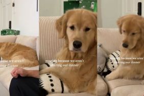 Video: Golden Retriever Is Clearly Upset After Owners Don’t Share Dinner