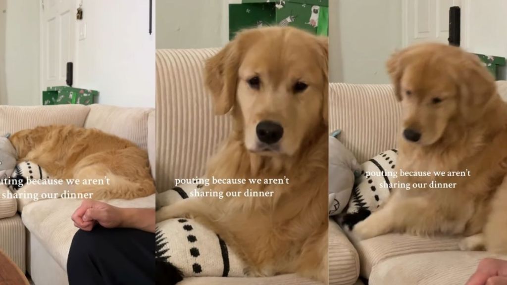 Video: Golden Retriever Is Clearly Upset After Owners Don’t Share Dinner