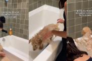 Video: Golden Retriever Puppy Gets First Bath as Mom Comforts Him