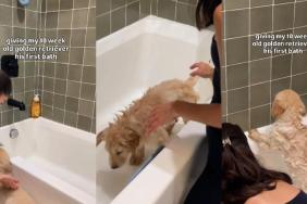 Video: Golden Retriever Puppy Gets First Bath as Mom Comforts Him