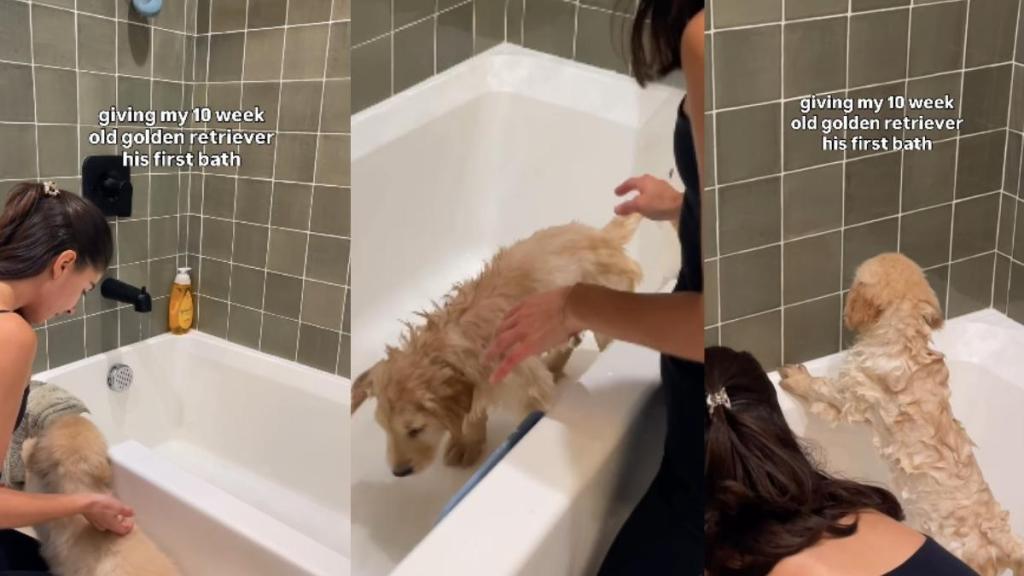 Video: Golden Retriever Puppy Gets First Bath as Mom Comforts Him