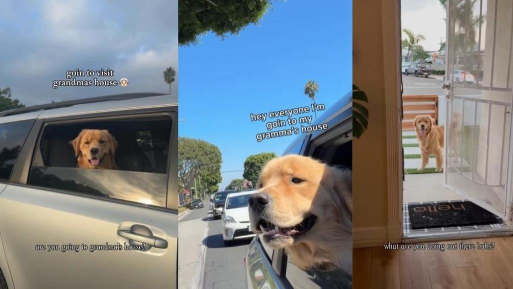Golden Retriever’s Trip to Grandma’s House Is More Fun Than You’d Think