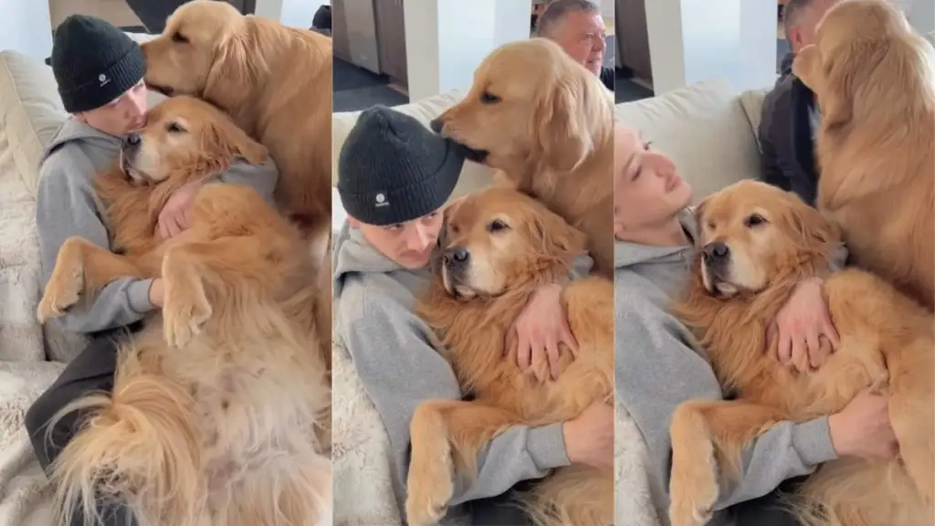 Video: Golden Retriever Is an Expert Hat Thief but With a Little Help