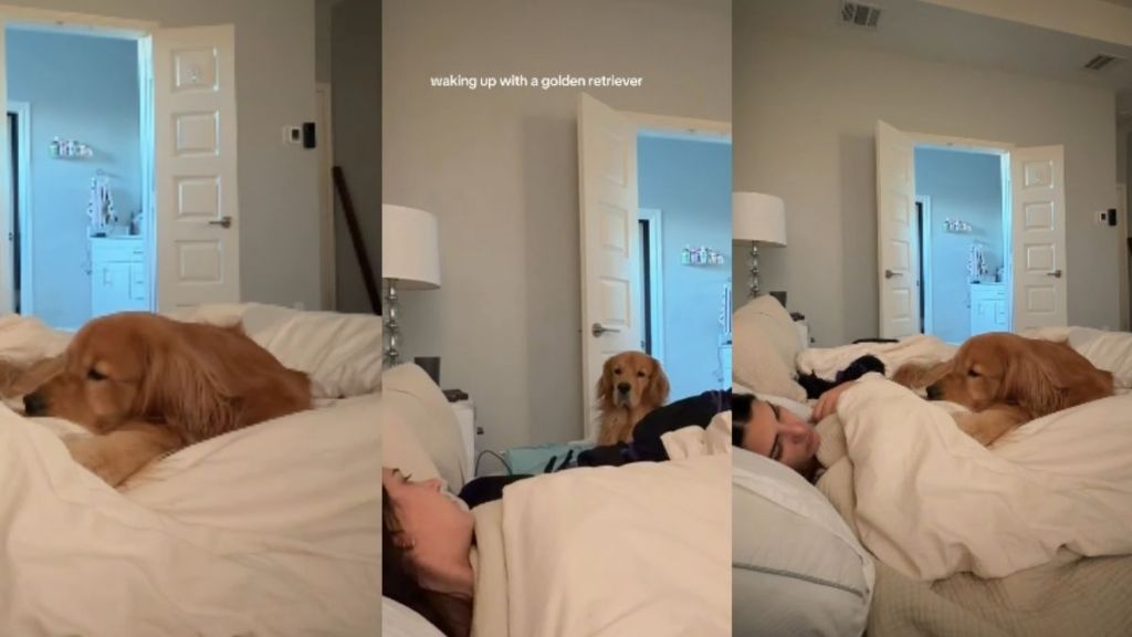Video: Waking up With a Golden Retriever Can Often Look Like This