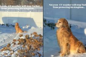 Video: Golden Retriever Sits in the Snow to 'Protect His Kingdom’