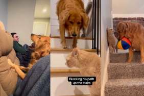 Video: Golden Retriever Loves 'Rage-Baiting' Cat Sibling