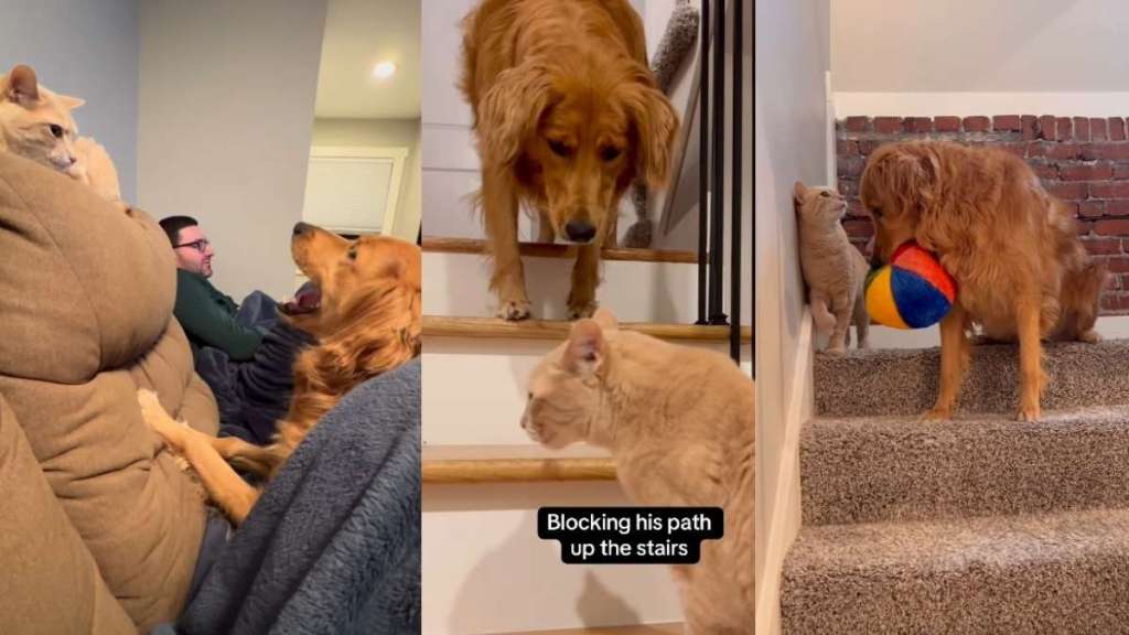 Video: Golden Retriever Loves 'Rage-Baiting' Cat Sibling