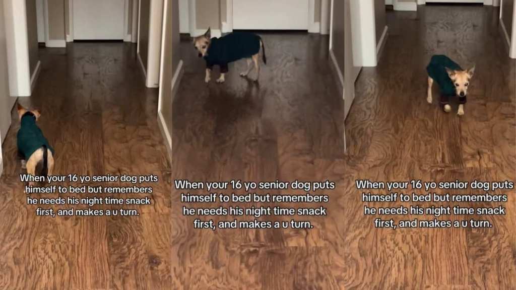 Senior Dog Makes U-Turn To Get Snacks on His Way To Bed