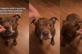 Video: Pit Bull Reacts to Owner Giving Him Fake Treats