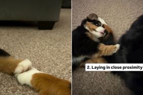 Video: Signs That Confirm Big Dog & Tiny Puppy Are Actually Bonding