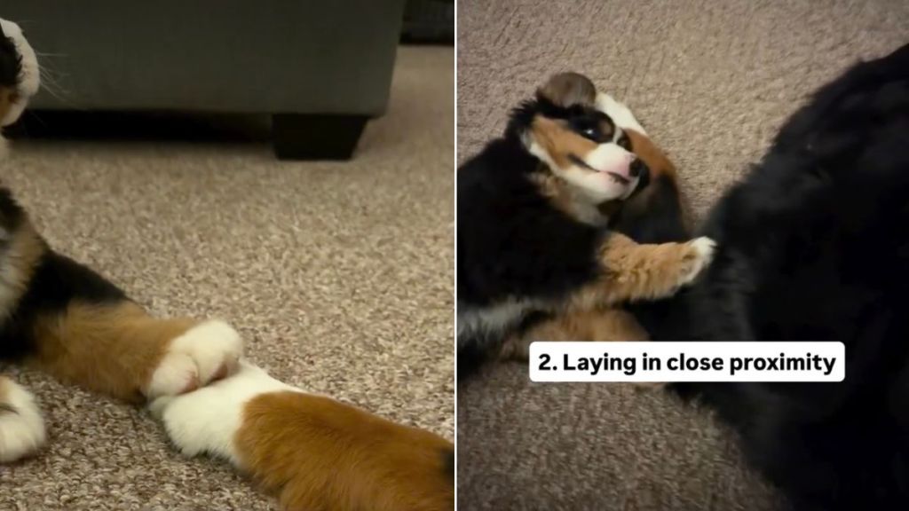 Video: Signs That Confirm Big Dog & Tiny Puppy Are Actually Bonding