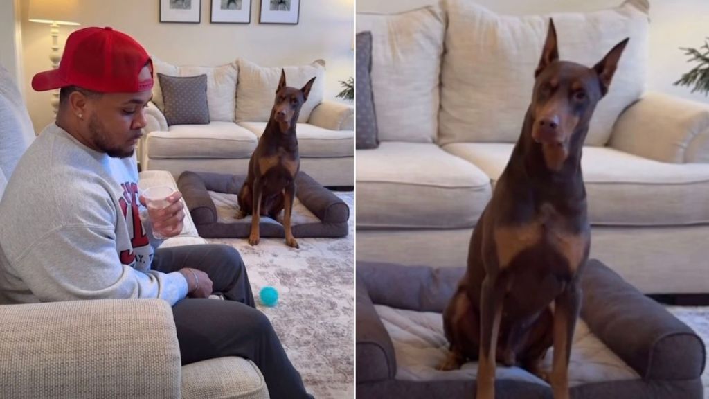 Dog Is 'Mad' at Owner for Luring Him to the Vet in Hilarious Video