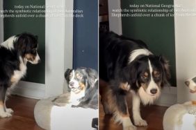 Video of Dog Siblings Bonding Over a Chunk of Ice Is Everything
