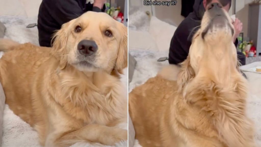 Golden Retriever Expresses Love for Mom in Cute Video